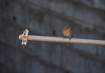 female passer domesticus in a pipe