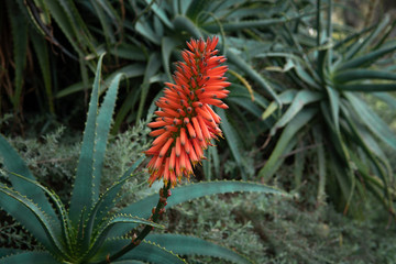 Close-up Cape Aloe plant (Aloe Ferox) at winter time