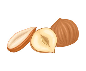 Whole and Cracked Nuts. Food for Good Brain Function Isolated on White Background Vector Illustration