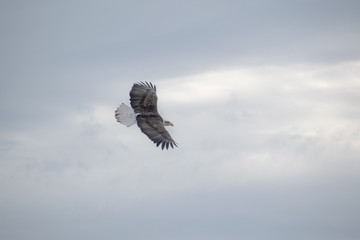 eagle in flight