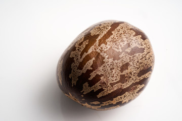Latex seeds or Hevea brasiliensis from rubber tree on white background.