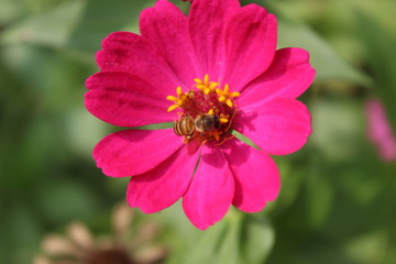 Fototapeta premium Common zinnia pink city park jakarta