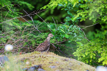Blue Grouse