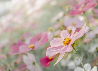 Beautiful pink-purple cosmos in flowers. With a blurred background.