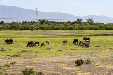 Brahman or Zebu bulls on the road to Gheralta in Tigray, Ethiopia