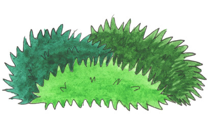 Watercolor botanical illustration of green grass tussock with sharp shape in forest isolated on white background. Hand drawn and painted in nursery style.