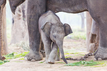 Obraz premium Mały słoń