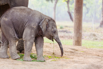 Fototapeta premium Small elephant