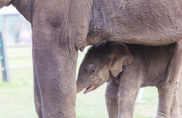 Fototapeta premium Small elephant