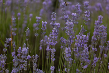 Provence. Lavender landscape Pastel shades