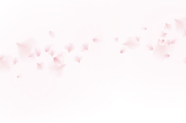 Pink rose petals isolated on white background. Nature flying sakura cherry flower pattern for romantic wedding invitation design..