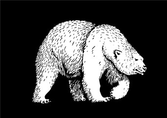 Obraz na płótnie Canvas Vector white bear isolated on black background,polar bear, graphical illustration