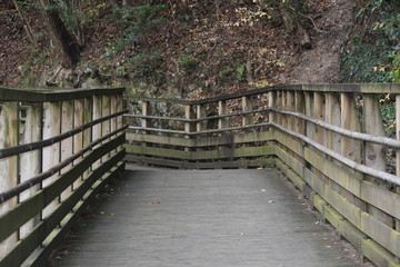 自然　植物　光　林道