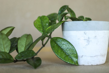 Hoya climbing plant in small white ceramic pot
