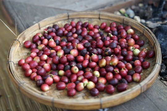Fresh red coffee beans on the woven basket on timber floor