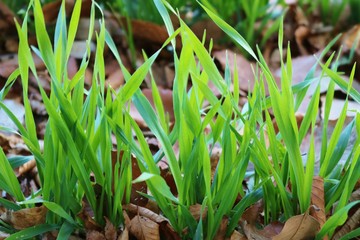 麦の葉　緑　冬　風景