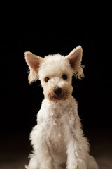 ミニチュアシュナウザー