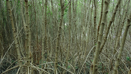 green Mangrove Forest at Laem Phak Bia, Phetchaburi, Thailand