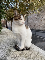 Fototapeta premium cat on the roof