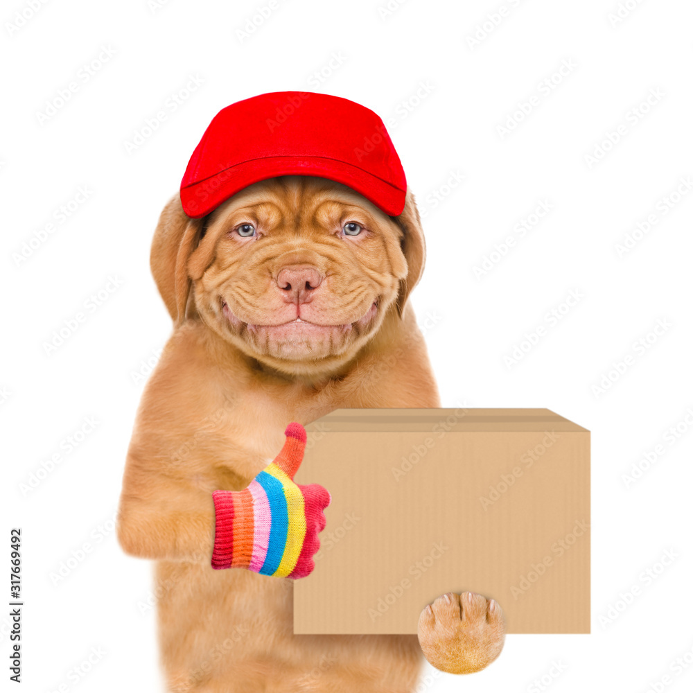 Poster smiling puppy wearing a red cap holds big box and shows thumbs up gesture. isolated on white backgro