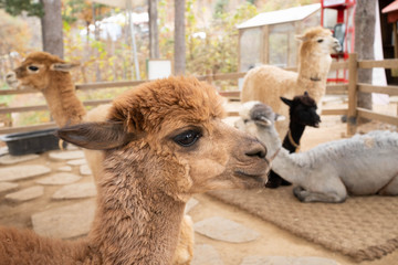 Close up image of brown alpaca's head. Group of llamas at the Alpaca World, South Korea.