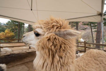 Close up image of light brown alpaca's head. llamas at the Alpaca World, South Korea.