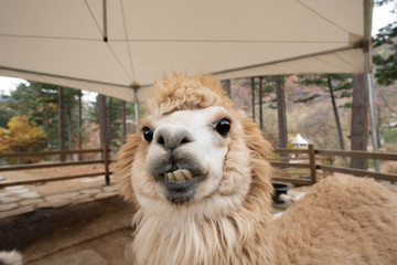 Cute expression of white alpaca. Close up face of llama showing its teeth at the farm. © cherrydonut