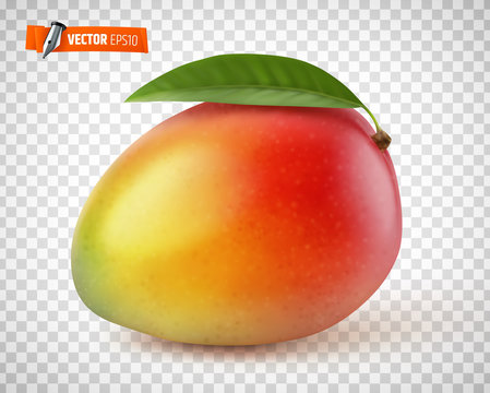 2 908 Best Mangue Images Stock Photos Vectors Adobe Stock