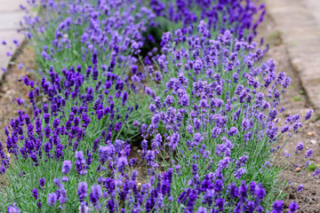 Obraz premium Many small blue lavender flowers in a sunny summer day in Scotland, United Kingdom, with selective focus, beautiful outdoor floral background photographed with selective focus