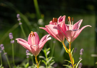 Fototapeta premium Close-up of pink liles flowers. Common names for species in this genus include fairy lily rainflower zephyr lily magic lily Atamasco lily and rain lily.