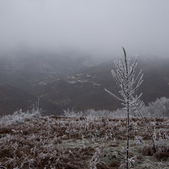  fairytale picture in a frozen forest