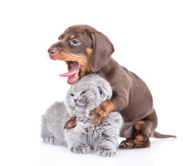 Obraz premium Playful dachshund puppy hugs gray baby kitten and yawning. isolated on white background