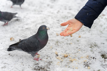 girl's hand holds out bread crumbs to a pigeon