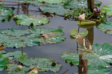 water lilies in pond