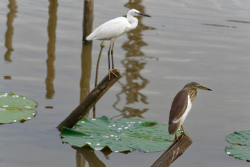 great blue heron in the water