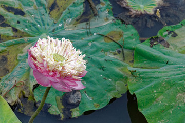 pink water lily