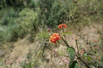 Flowers in the garden 