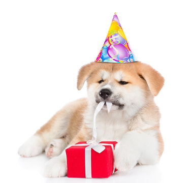 Akita inu puppy wearing a party hat unties the gift box ribbon. isolated on white background