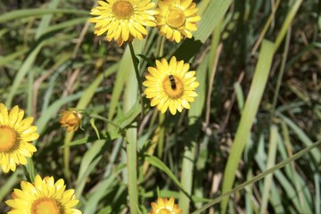 Flowers in the garden 