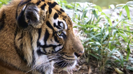 Young tiger in a green bush.