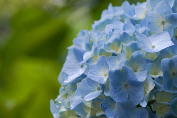 Hydrangea close up on rainy day.  雨の日のアジサイのクローズアップ