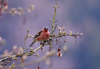 chaffinch on a branch