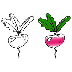 Turnip, beets. Vector of a beet, turnip. Hand drawn beets with tops. Turnip with leaves.