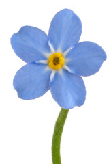 myosotis flower isolated