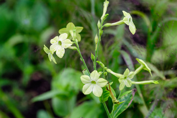 Many delicate white flowers of Nicotiana alata plant, commonly known as  jasmine tobacco, sweet tobacco,  winged tobacco, tanbaku or Persian tobacco, in a garden in a sunny summer day