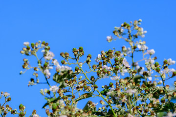 Many delicate small green fruits on large blackberry bush in direct sunlight towards clear blue sky, in a garden in a sunny summer day, beautiful outdoor floral background photographed with soft focus
