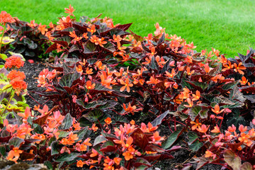 Top view of many orange begonia flowers with fresh in a garden in a sunny summer day, perennial flowering plants in the family Begoniaceae,  vivid floral background in direct sunlight