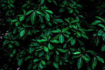 Tropical green leaves background on the branches on tree as natural wallpaper and backdrop