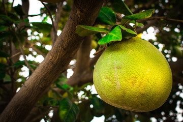 Fresh Pomelo hang on branches of the tree in the fruit garden