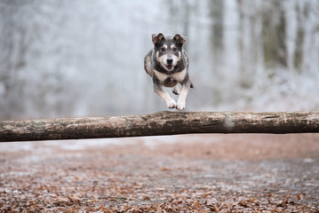Mongrel dog jumping at the training